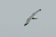 BF Herring Gull lockdown thread.jpg