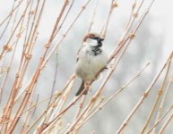 BF House Sparrow male Lockdown thread.jpg