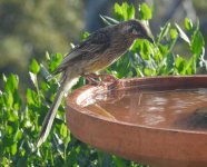 BF Red Wattlebird thread.jpg