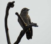 BF Horsfield's Bronze Cuckoo thread.jpg