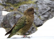 kea.JPG