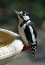 Gt-Spotted-Woodpecker.jpg