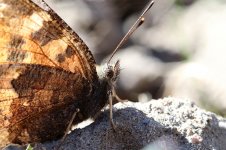 Yellow-legged Tortoiseshell lab 2.jpg