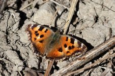 Yellow-legged Tortoiseshell lab 3.jpg