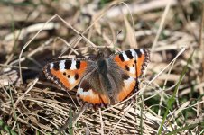 Small Tortoiseshell lab 1.jpg