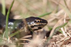 Smooth Newt lab 1.jpg