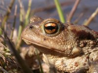 Common Toad, spring 2.jpg
