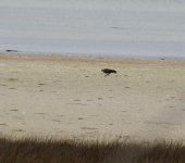 BF Wedge-tailed Eagle thread.jpg