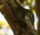 Himalayan or Cambodian striped squirrel .jpg