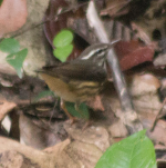 Waterthrush1.png