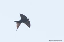 black saw wing(TZ).jpg
