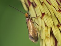 0005 Micropterix calthella 4.JPG