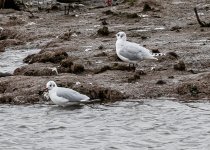 Hybrid gull-0730.jpg