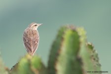 Long bill pipit -.jpg