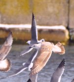 glaucous-winged gull-3_DSC9503.jpg