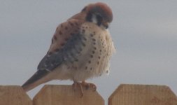 American Kestrel_7.jpg