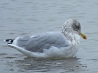 L6829  Gull  (Holy Island).jpg