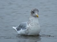 L6831  Gull  (Holy Island).jpg