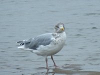 L6767  Gull  (Holy Island).jpg