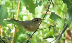 raddes_warbler_21jan18_1200w_8549.jpg