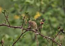 Chiffchaff.jpg