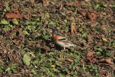 Brambling March 2020.jpg