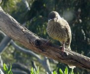 BF Red Wattlebird juvenile thread.jpg