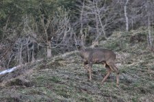 Roe Deer.jpg