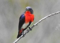 BF Mistletoebird thread.jpg