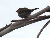 BF Red-browed Finch thread.jpg