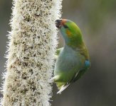 BF Purple-crowned Lorikeet thread.jpg