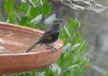 BF Crescent Honeyeater thread.jpg