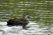 BF Pacific Black Duck thread.jpg