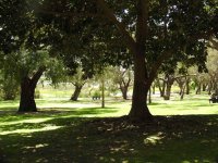 BF Yanchep NP picnic area thread.jpg