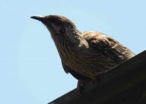 BF Red Wattlebird 1 thread.jpg