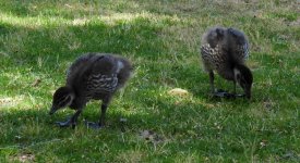 BF Maned Duck ducklings thread.jpg