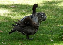 BF Maned Duck thread.jpg