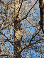 Ural Owl resized.jpg