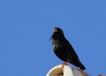 spotless starling on roof.jpg