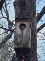 Japanese Giant Flying Squirrel resized.jpg