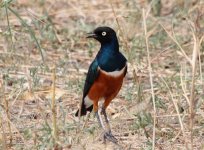 superb starling.jpg