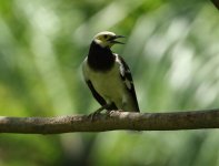 black collared starling tree.jpg