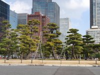 Giant Bonsai Pines resized.jpg