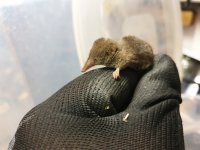 Pygmy Shrew (3).jpg