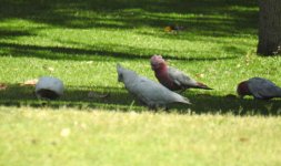 BF Little Corella thread, Galah.jpg