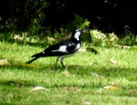 BF Magpie Lark male thread.jpg