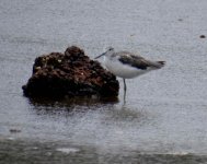 BF Common Greenshank thread.jpg