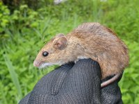 Wood Mouse.jpg