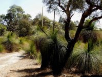 BF Grass Tree thread.jpg