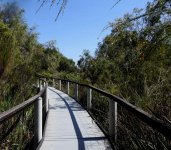 BF Wetlands Walk bridge thread.jpg